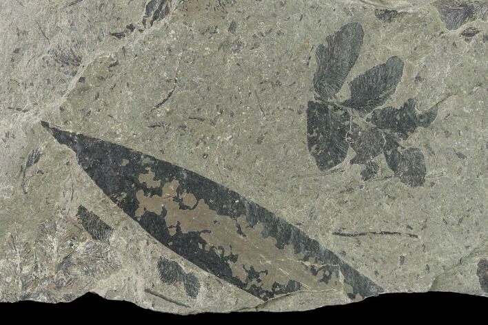 Pennsylvanian Fossil Fern (Neuropteris) Plate - Kentucky #137744